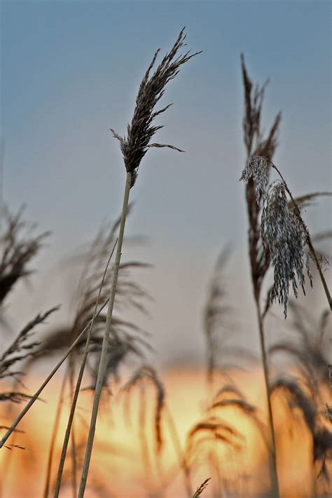 Reeds At Sundown Photographed At Burton Mere Wetlands Roy Lowry