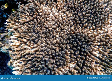 Coral Texture Underwater Coral Reef Texture Tropical Waters Stock