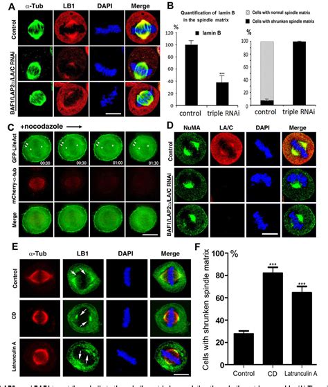 Figure 5 from The lamin A CLAP2αBAF1 protein complex regulates