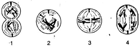 Perhatikan Tahapan Pembelahan Mitosis Berikut Berdasarkan Gambar Di