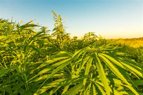 How Sustainable Is Hemp Hemp Collective