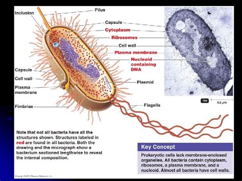 Chapter Functional Anatomy Of Prokaryotic And Eukaryotic