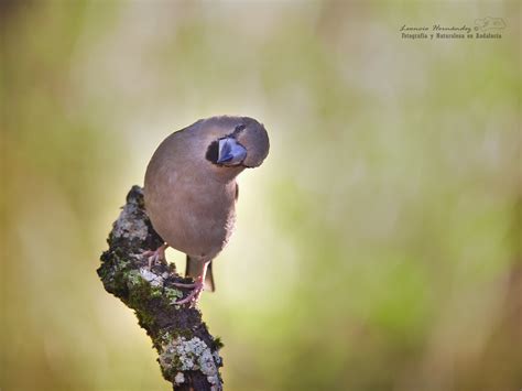 Picogordo N Hembra Coccothraustes Coccothraustes Flickr