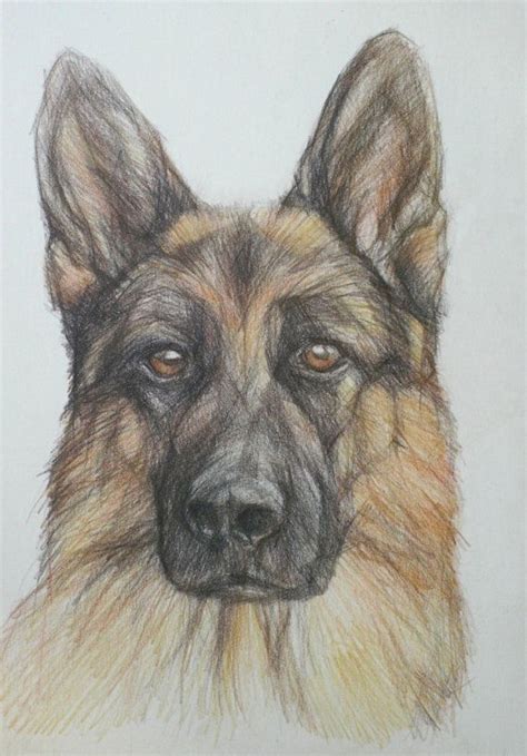 German Shepherd Drawings In Pencil Drawing Word Searches