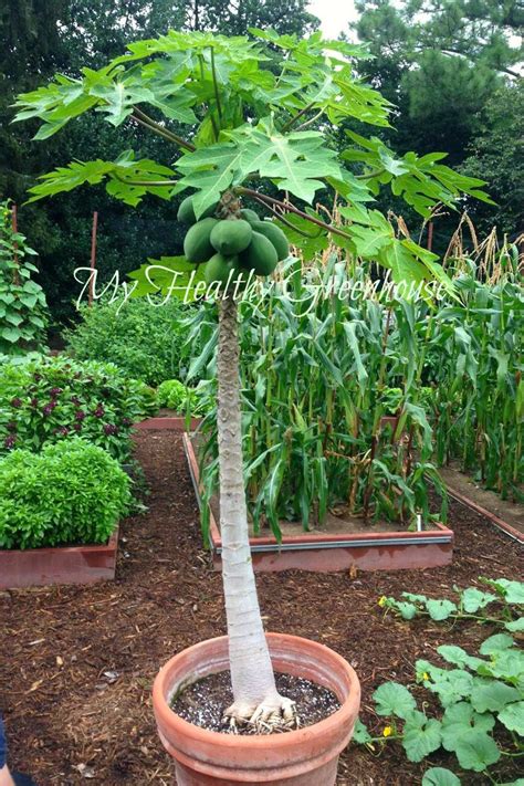 SEEDS Self-pollinating Dwarf Papaya Tree TR Hovey carica | Etsy