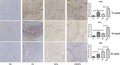 Sox9 Expression In The Liver After Infection Immunohistochemical Download Scientific Diagram