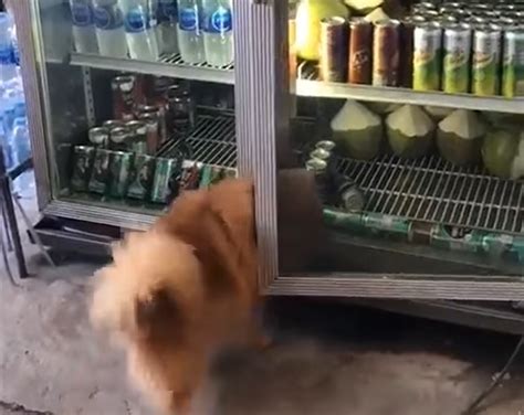 VÍDEO Cachorro entra em geladeira para escapar do calorão e viraliza