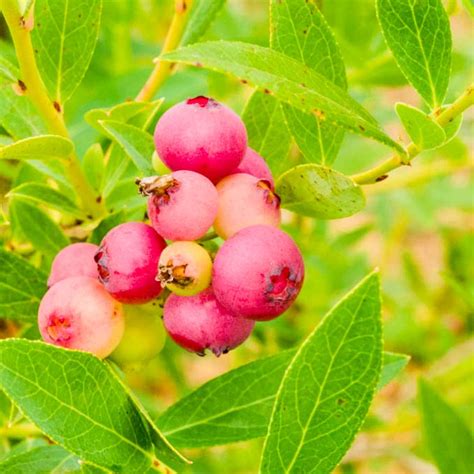 Pink Lemonade Blueberry Edible Garden At