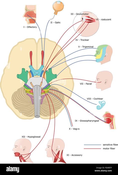 Cranial Nerves Hi Res Stock Photography And Images Alamy