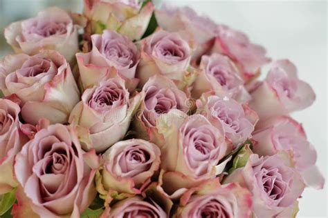 Bouquet of lilac roses stock photo. Image of wedding - 122140682