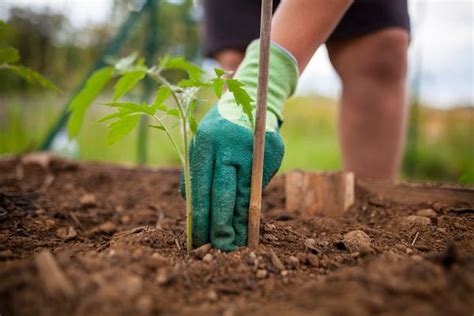 8 Types Of Tomatoes Longtime Gardeners Recommend Growing