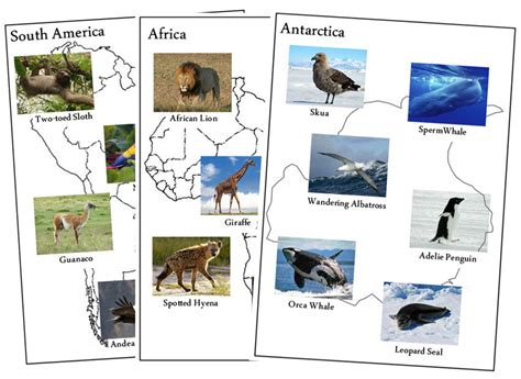 Animals of the Continents (Set 1) - Montessori Print Shop