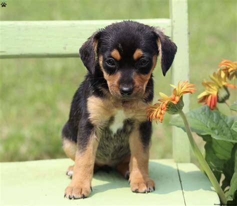 Esther - Rat Terrier Mix Puppy For Sale in Virginia