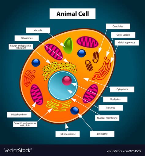 Animal Cell Information In Kannada : Pin on apa apa ajalah gituloh ya ...