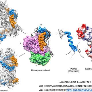 (PDF) Immunological properties of oxygen-transport proteins: hemoglobin ...