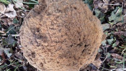 Giant Puffball Identification Look Alikes Health Benefits Pet