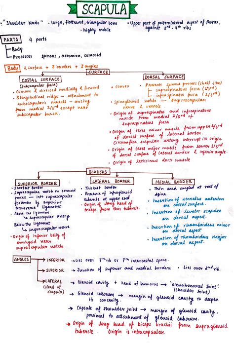 Solution Bones Johari Mbbs Studypool