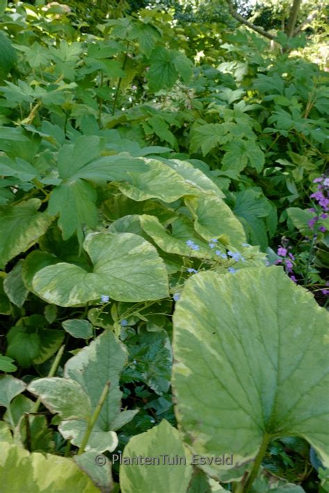 Brunnera macrophylla ‘Variegata’ – Esveld Shop