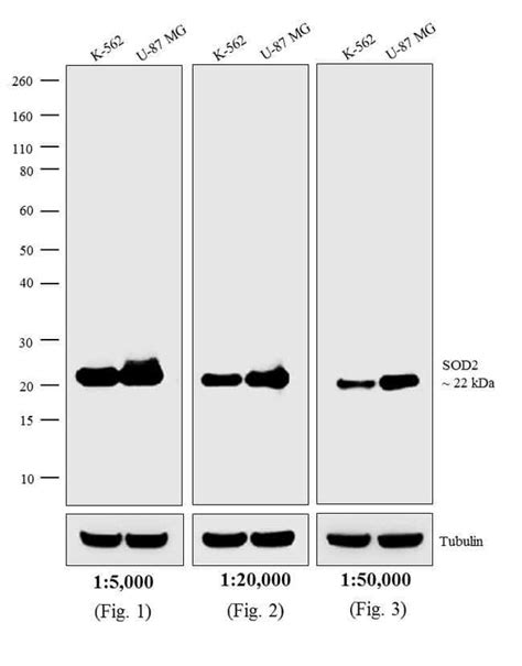 Goat Anti Mouse Igg Igm H L Secondary Antibody Ap Invitrogen Ml