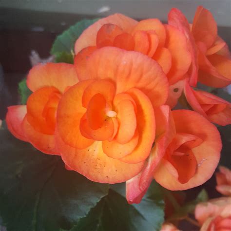 Begonia Elatior Borias Begonia Borias In Gardentags Plant Encyclopedia