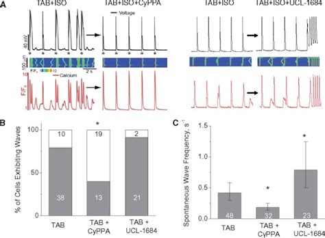 SK Channel Enhancers Attenuate Ca2 Dependent Arrhythmia In