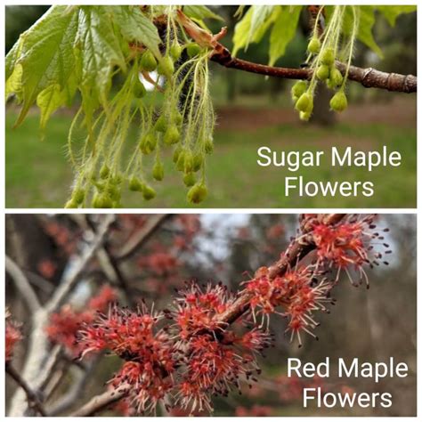 Red Maple Vs Sugar Maple Key Differences