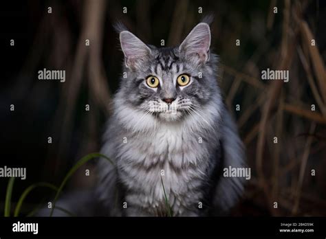 Portrait Of A Beautiful Black Silver Classic Tabby Maine Coon Cat