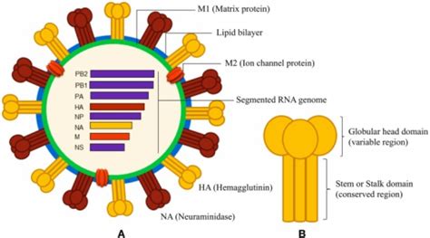 Schematic Diagrams Of Influenza A Virus And Surface Hem Open I