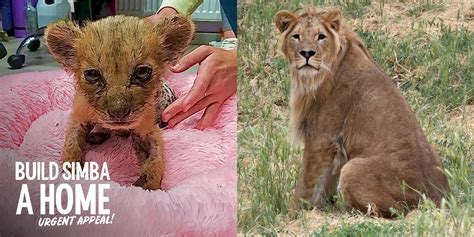 Simba One Month On Born Free