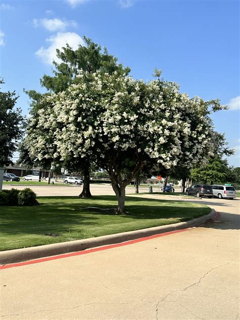 Buy 6 Pack Natchez White Crape Myrtle Trees Online At Desertcartuae