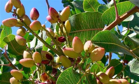 Cómo cultivar pistachos en tu huerto o jardín Plantasmanía