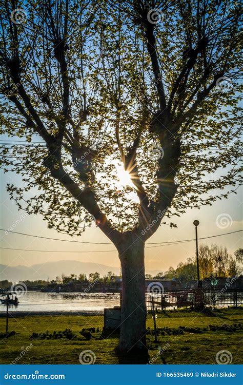 Chinar Tree, Neheru Garden, Srinagar, Jammu and Kashmir, India Stock Image - Image of rays ...