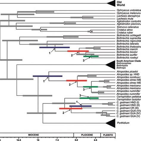 Bayesian Estimates Of Divergence Times Ma For The Pitviper Phylogeny