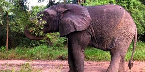 Ahmed The Elephant A Mystic Man V Nature Tale In Ivory Coast Worldcrunch