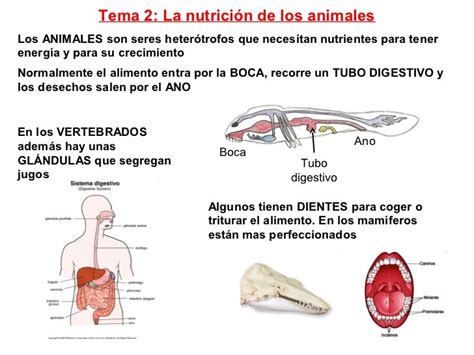 Tema 02 La Nutrición De Los Animales