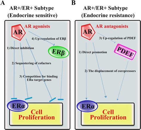 A Schematic Showing The Interaction Between The Androgen Receptor Ar