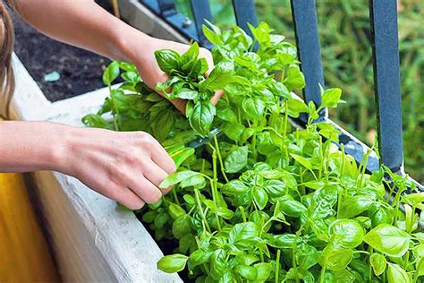 Où et comment et ou planter du basilic