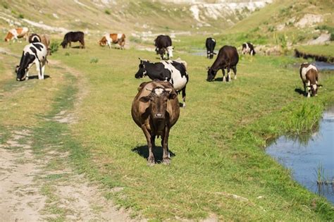 Vacas Pastando En Un Pasto De Verano Foto Premium