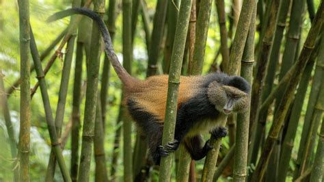 Best Places For Golden Monkey Trekking And Habituation Experience In Africa