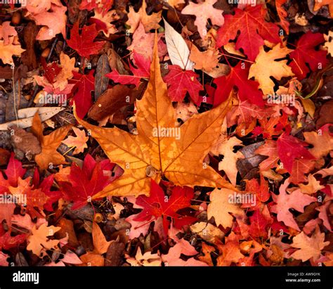 Maple and Sycamore Leaves Stock Photo - Alamy