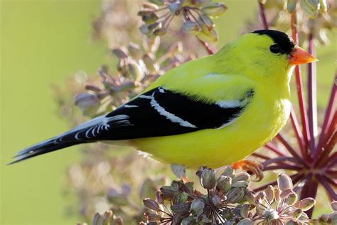 Most Common Backyard Birds in the U.S.