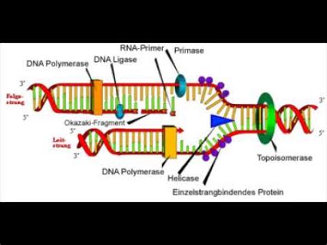 DNA Replikation Transkription Und Translation YouTube