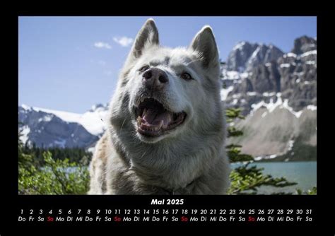 Hunde Fotokalender Din A Hunde Thalia