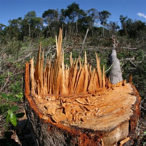 La Superficie De Bosques Del Planeta Se Redujo En Más Del 60 Durante Las últimas Seis Décadas