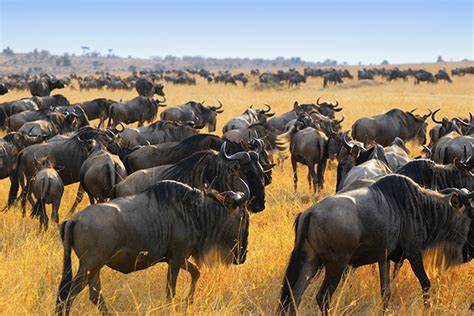 The Importance Of The Wildebeest Migration Ef Go Ahead Tours