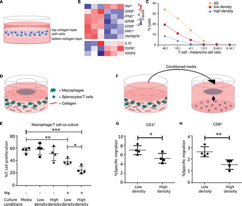 Frontiers Immune Modulatory Properties Of Collagen In Cancer