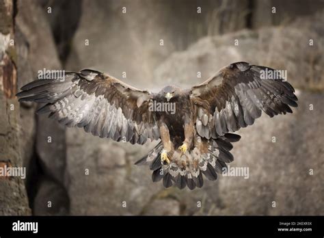 flying Golden Eagle Stock Photo - Alamy