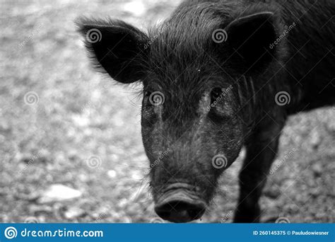 Pig Eyes Close Up Picture Photo in Black and White Face Ears Color Full ...