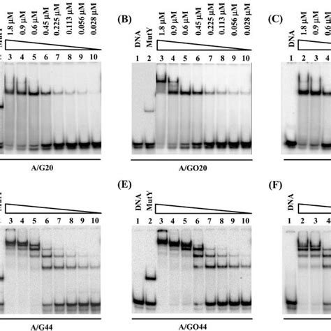 Dna Binding Activities Of The Muty26 134 Mutant Protein Ag20 A Download Scientific