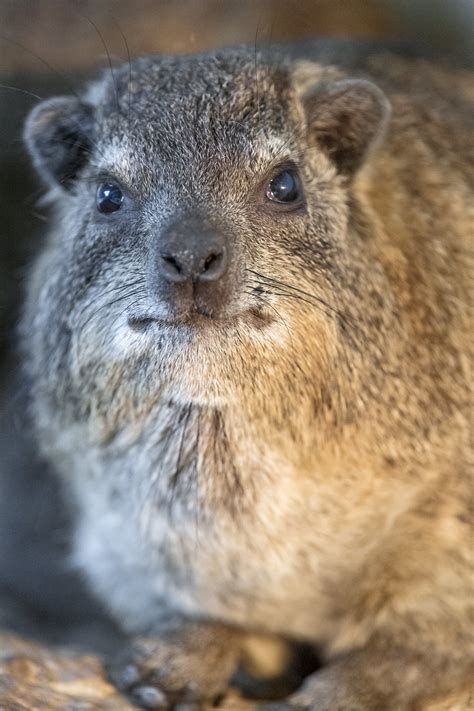 Definitive Guide To Rock Hyrax Facts, Habitat, Conservation Status, Zoo ...